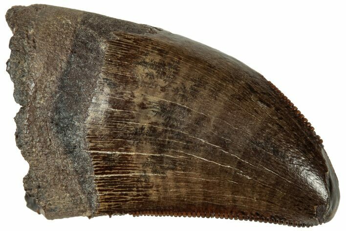 Juvenile Dinosaur (Tyrannosaurus rex) Tooth - Montana #315051